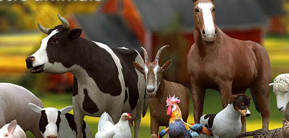Veterinarska ambulanta Vetfarm 2002 doo Novi Pazar