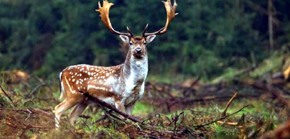 Lovačko udruženje Tamnava Koceljeva