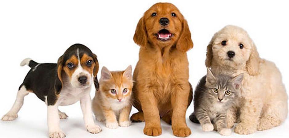 VETERINARSKA AMBULANTA UROŠ