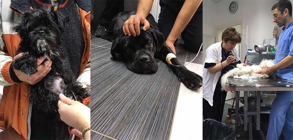 Veterinarska ambulanta Vet Svet