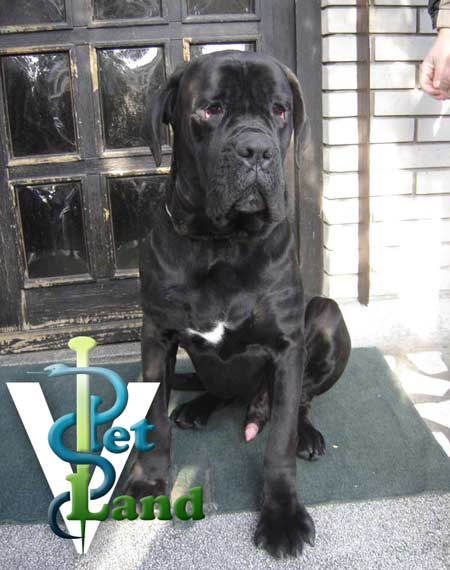 petland poslovne strane