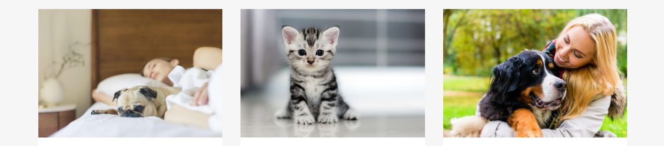 vetvizija veterinarska ambulanta