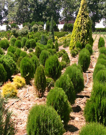 rasadnik tuja manojlovce leskovac