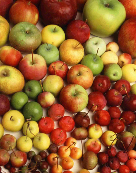 Proizvodnja i prodaja voća i povrća Čačak Super Fruit doo