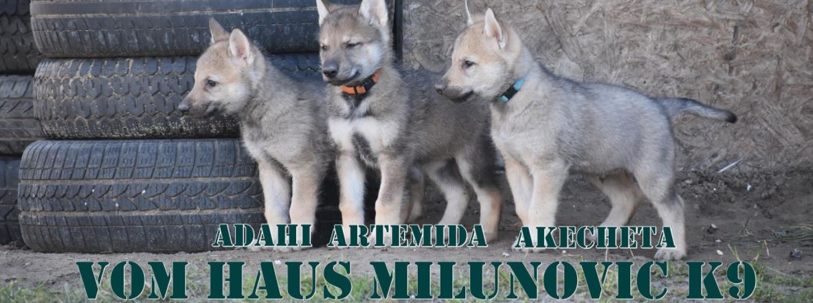 Odgajivačnica i centar za obuku pasa Vom Haus Milunović K9 Subotica